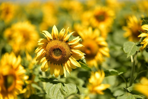 Quels sont les avantages de louer une maison de vacances en Écosse avec des cours de fabrication de tartan et des visites de châteaux?